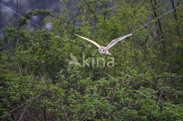 Barn Owl (Tyto alba)