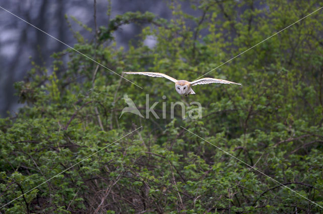 Kerkuil (Tyto alba)