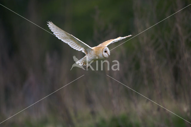 Barn Owl (Tyto alba)