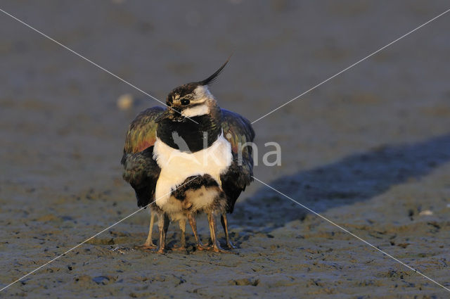Lapwing (Vanellus vanellus)