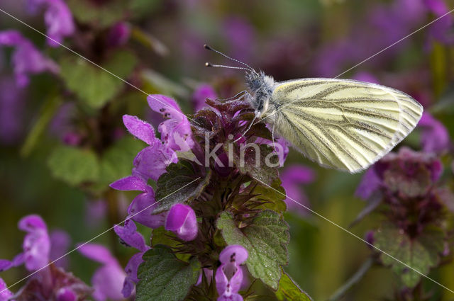 Klein geaderd witje (Pieris napi)
