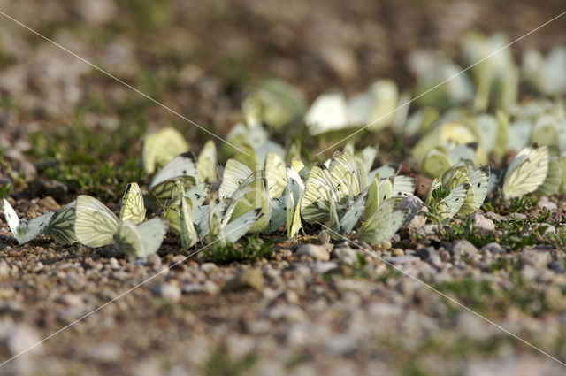 Klein koolwitje (Pieris rapae)