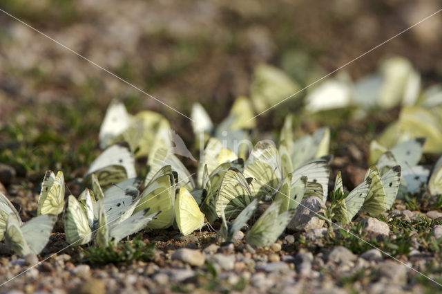 Klein koolwitje (Pieris rapae)