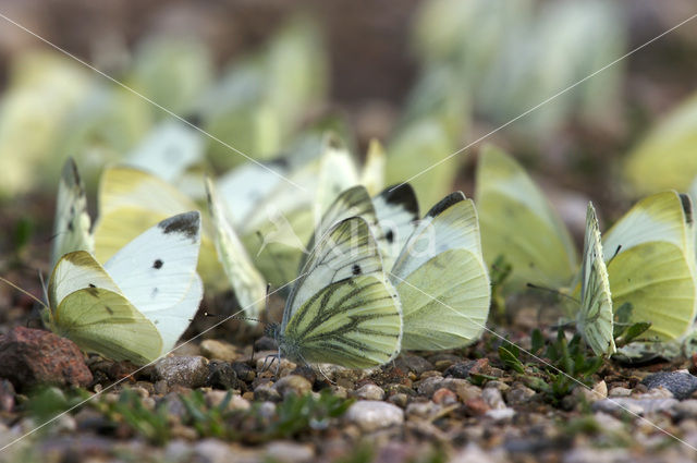 Klein koolwitje (Pieris rapae)