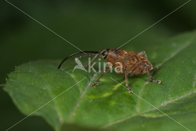 acorn weevil (Curculio glandium)