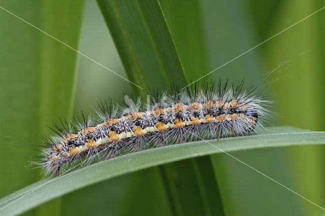 Kleine rietvink (Simyra albovenosa)