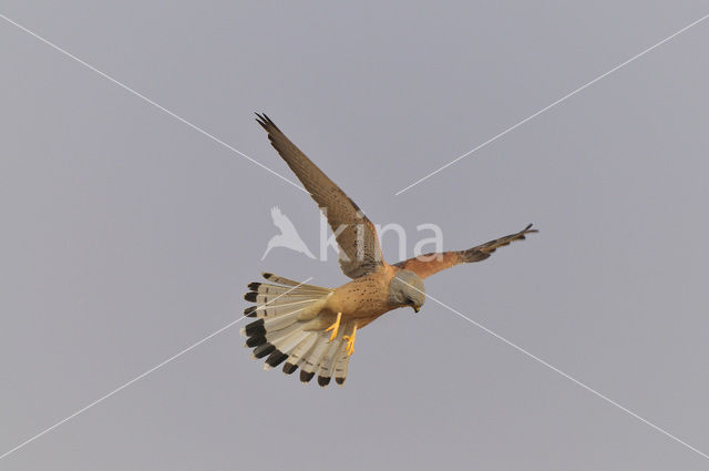 Kleine Torenvalk (Falco naumanni)