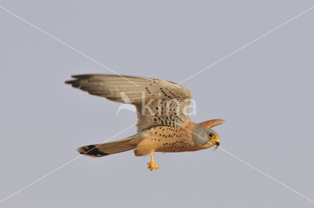 Lesser kestrel (Falco naumanni)