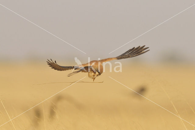 Kleine Torenvalk (Falco naumanni)