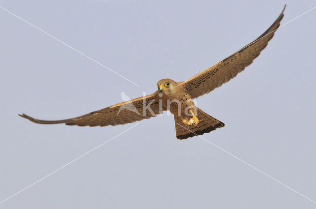 Kleine Torenvalk (Falco naumanni)