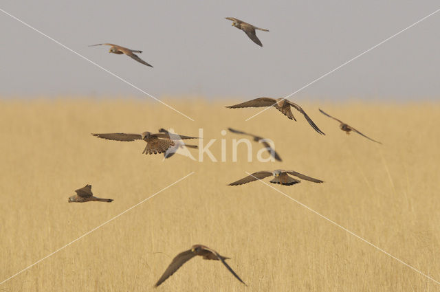 Lesser kestrel (Falco naumanni)