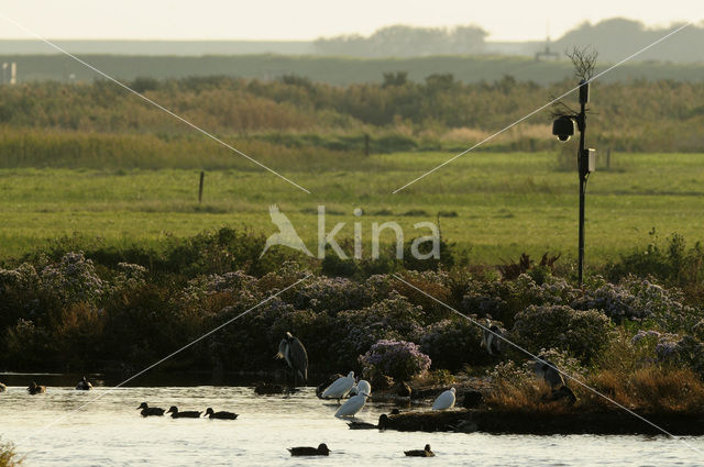 Kleine Zilverreiger (Egretta garzetta)