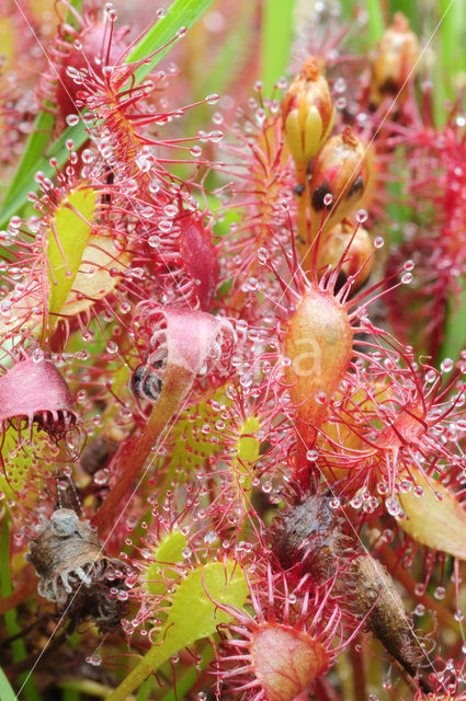 Kleine zonnedauw (Drosera intermedia)