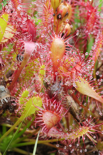 Oblong-leaved Sundew (Drosera intermedia)