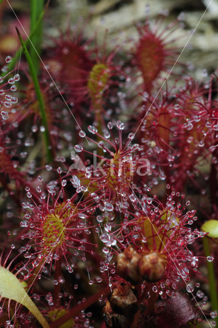 Kleine zonnedauw (Drosera intermedia)