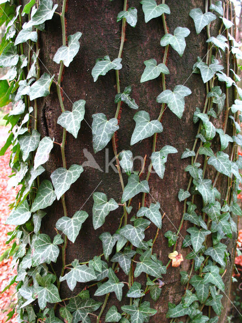 Common ivy (Hedera helix)