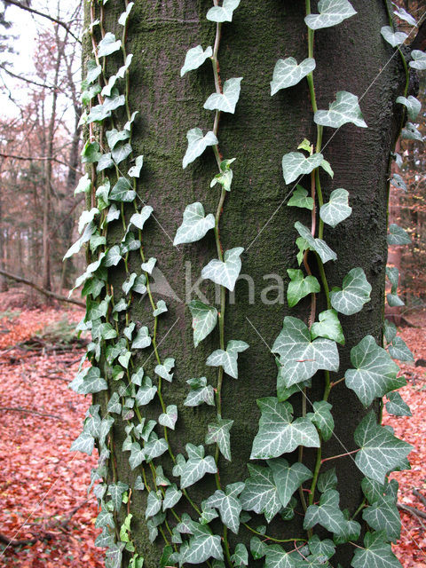 Common ivy (Hedera helix)