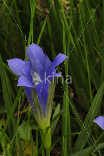Klokjesgentiaan (Gentiana pneumonanthe)