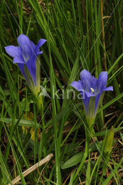 Klokjesgentiaan (Gentiana pneumonanthe)