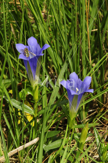 Klokjesgentiaan (Gentiana pneumonanthe)