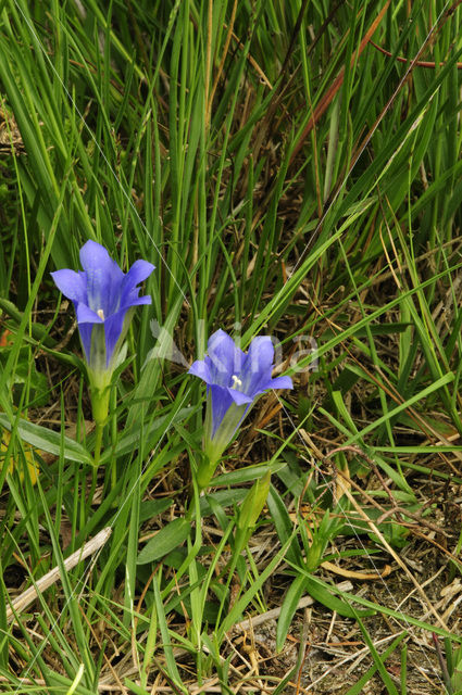 Klokjesgentiaan (Gentiana pneumonanthe)