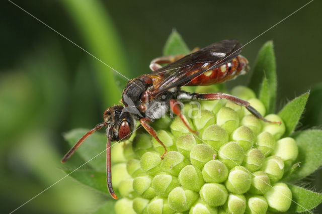 Wasp-bee (Nomada armata)