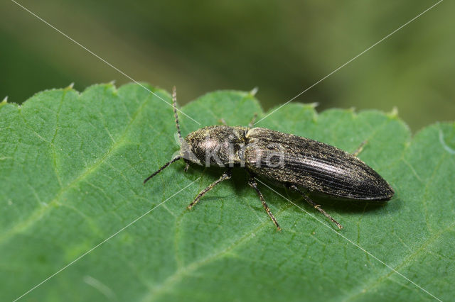 Elaterid Beetle (Cidnopus aeruginosus)
