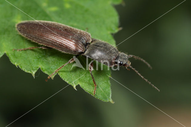 click beetle (Athous haemorrhoidalis)