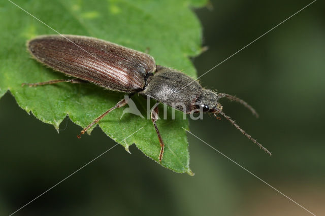 Kniptor (Athous haemorrhoidalis)