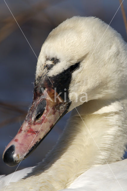 Mute Swan (Cygnus olor)