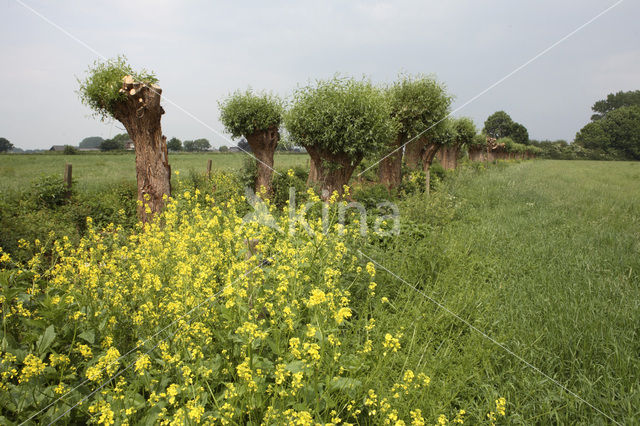 Knotwilg (Salix alba)