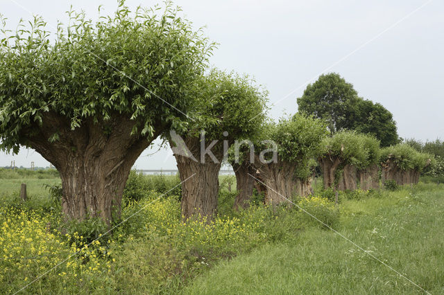 Knotwilg (Salix alba)