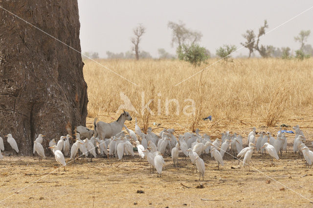 Cattle Egret (Bubulcus ibis)