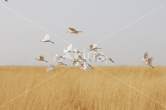 Koereiger (Bubulcus ibis)