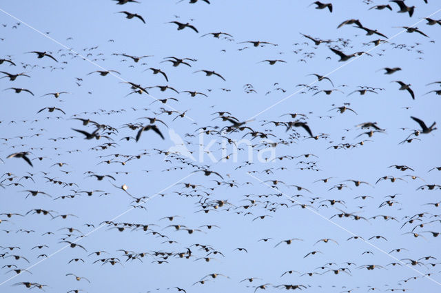 White-fronted goose (Anser albifrons)