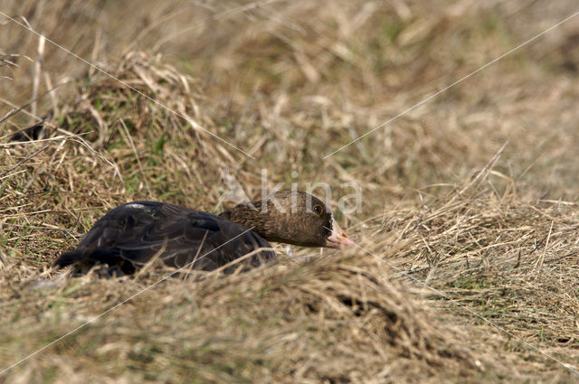 White-fronted goose (Anser albifrons)