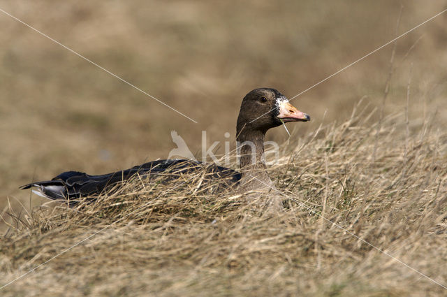 White-fronted goose (Anser albifrons)