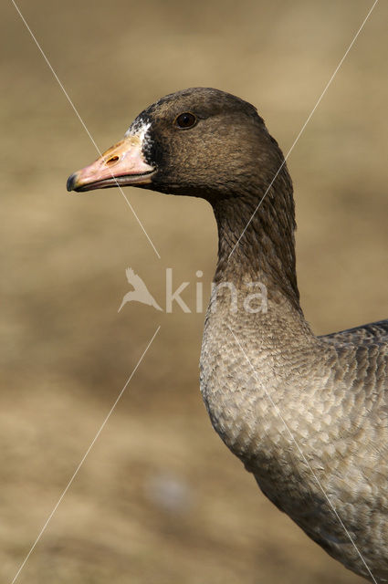 White-fronted goose (Anser albifrons)