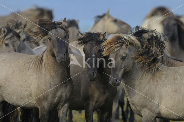 Konik horse (Equus spp)