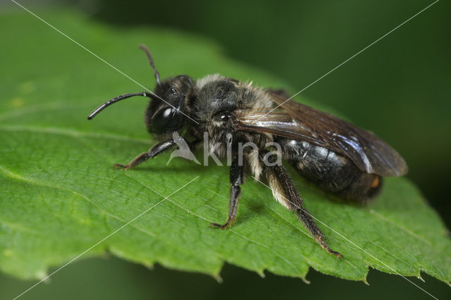 Koolzwarte zandbij (Andrena pilipes)