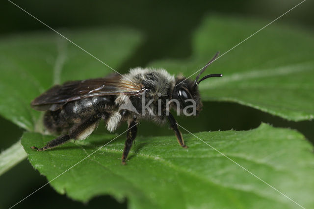 Andrena pilipes