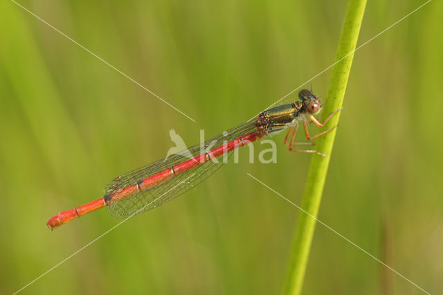 Small Red Damselfly (Ceriagrion tenellum)