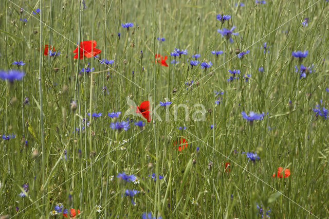 Korenbloem (Centaurea cyanus)