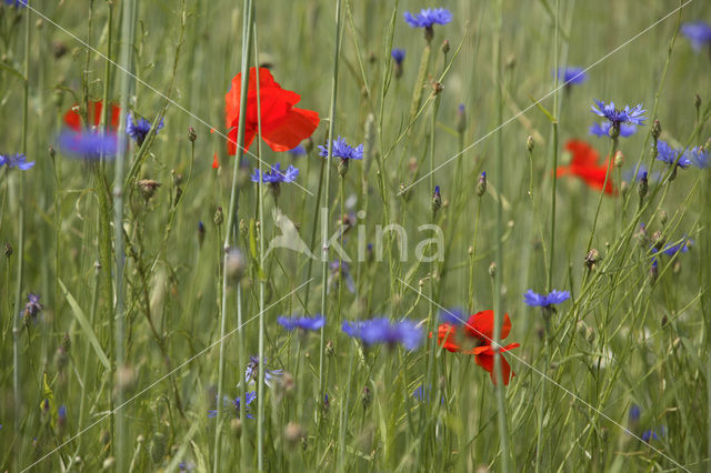 Korenbloem (Centaurea cyanus)