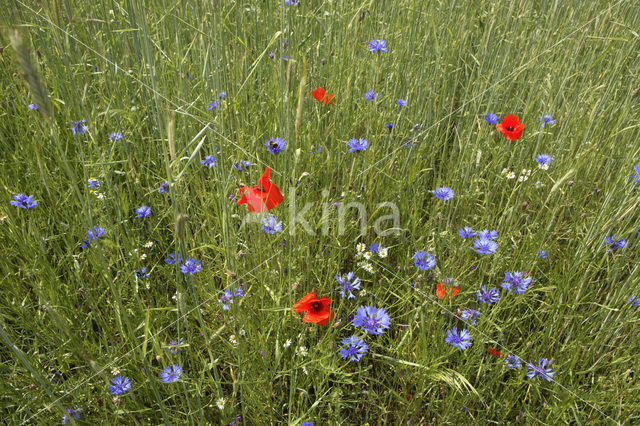 Korenbloem (Centaurea cyanus)