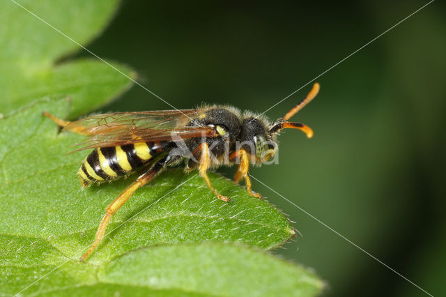 Kortsprietwespbij (Nomada fucata)