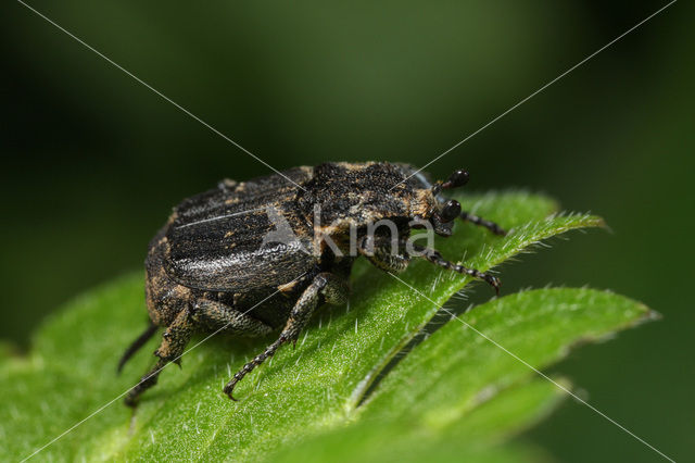 Kortvleugelboorkever (Valgus hemipterus)