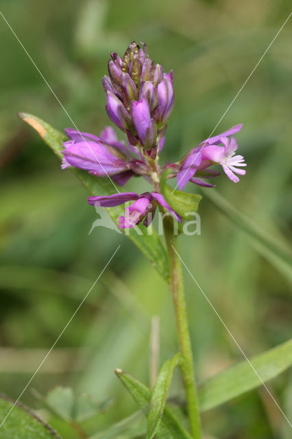 Tufted Milkwort (Polygala comosa)
