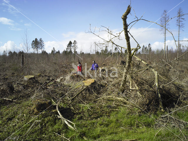 Kuinderbos