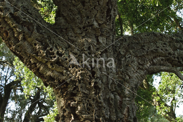 Kurkeik (Quercus suber)